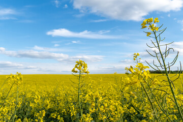 Obraz premium Fields of Yellow Flowers Stretch Under a Bright Blue Sky With Clouds During the Day in a Rural Area