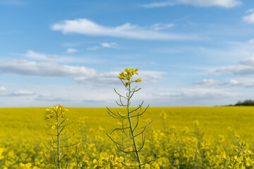 Obraz premium Fields of Yellow Flowers Stretch Under a Blue Sky With Clouds During Daytime in a Rural Area