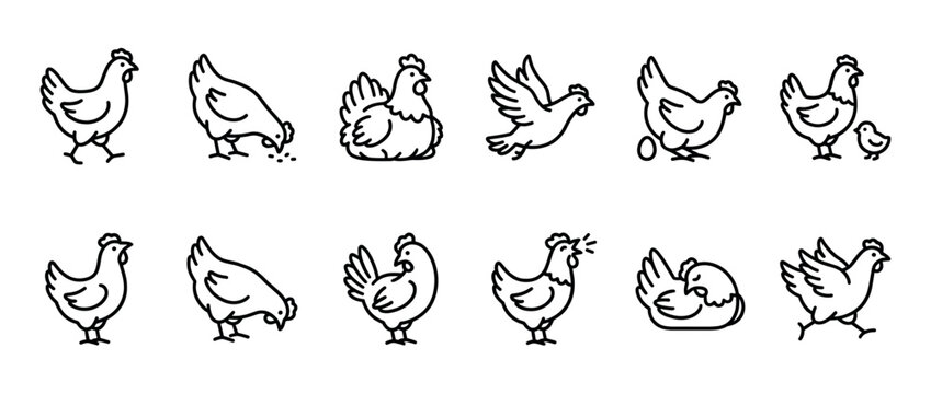 Chicken hen rooster chick poultry line art icons set illustrating domestic fowl in diverse poses and actions for farm, food, and agriculture concepts.
