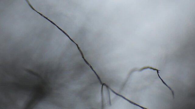 Threads moving seen through an optical microscope