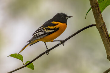 Fototapeta premium Baltimore Oriole from Canada an US perched in twig