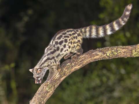 Common Genet in dark forest