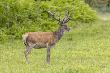 Obraz premium Red Deer Stag Standing in Scottish Meadow in Spring