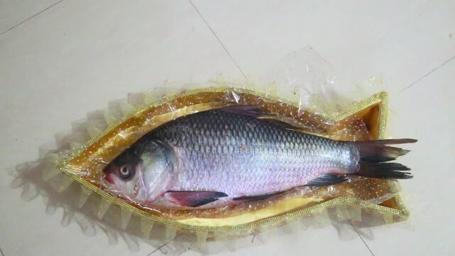 Raw carp fish presentation on decorative gold platter symbolizes auspicious cultural ceremonial offering footage
