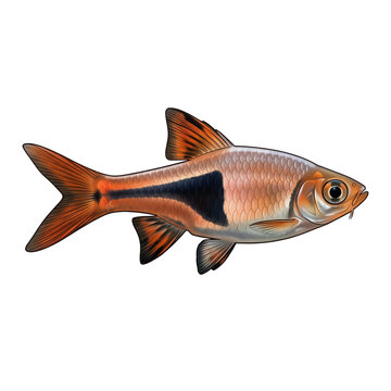 Harlequin rasbora fish with distinct black triangular patch and orange body isolated on white background