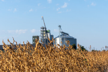 Fototapeta premium Farm Field With Dry Soybean Plants and Grain Silos in the Background Under a Clear Blue Sky During the Day