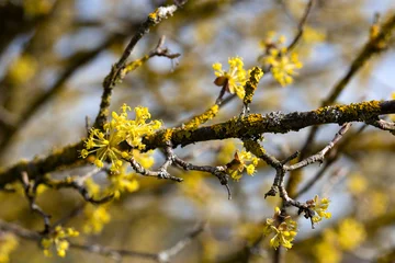 Gelbe Blüte der Kornelkirsche (Cornus mas) © Harald Biebel