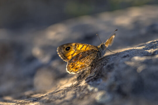 Wall Brown (Lasiommata megera) on rock in backlight, Cevennes, France