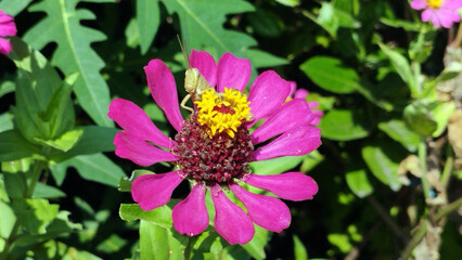 Fototapeta premium Close up of a small grasshopper resting on a pink Zinnia elegans flower in a sunny garden, showing vivid petals, yellow center, green foliage, and natural macro outdoor detail.