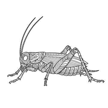 Zentangle grasshopper vector illustration, ornate cricket line art with geometric patterns, decorative insect coloring page for adults