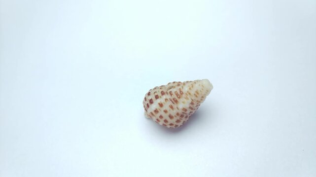 Macro video of seashell rotating on a clean white background. Captured in soft lighting with smooth motion, highlighting natural texture, shape, and details of marine shell.