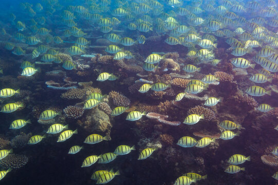 Convict Surgeonfish Acanthurus triostegus Swimming in Sunlit Reef Water, Fiji