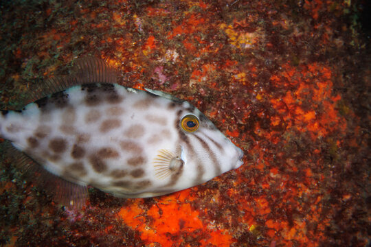 Velvet Leatherjacket (Meuschenia scaber) Close-Up on Reef at Poor Knights Islands New Zealand