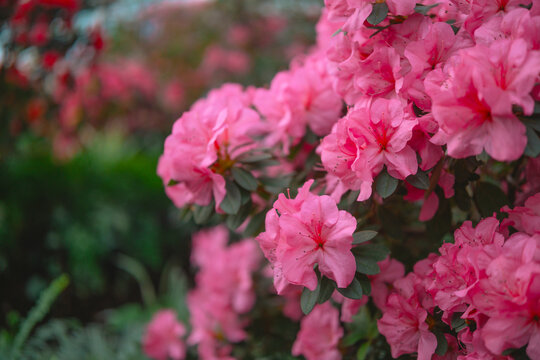 Blooming pink azalias flowers, azalia flowers in a greenhouse