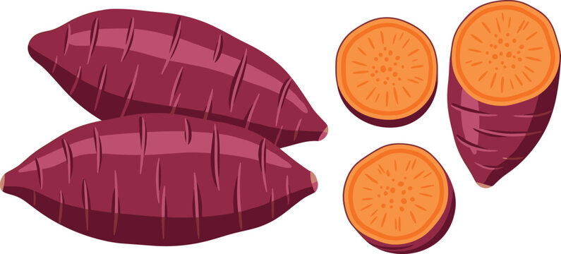 Sweet potato vector set. Whole and sliced yam illustrations with orange interior. Organic root vegetable design for healthy food concepts, cooking visuals, and farm produce themes.