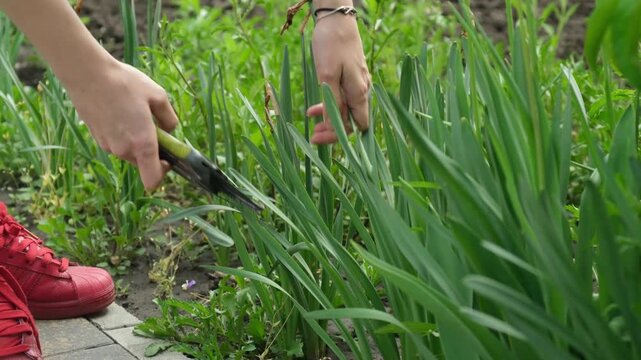 Woman's hands using secateurs to prune the long green leaves of plants in a flowerbed during springtime garden maintenance, promoting healthy growth and a tidy appearance in the backyard
