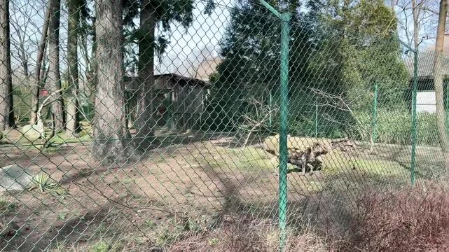 WROCLAW, POLAND - MARCH 15, 2026: African wild dogs (Lycaon pictus) running in an enclosure at the Wroclaw Zoo behind a wire fence.