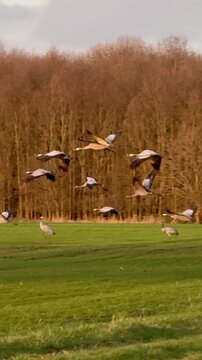 Kraniche (Grus grus) im Abendlicht, Kraniche starten und landen ruhig im warmen Abendlicht &uuml;ber den Feuchtwiesen im Naturpark D&uuml;mmer