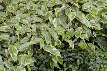 Fototapeta premium Detailed view of fresh green and white varied foliage plants growing densely together outside