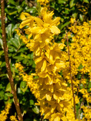 Obraz premium Yellow forsythia flower branch in close up