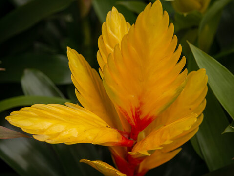 Yellow vriesea bromeliad flower in close up