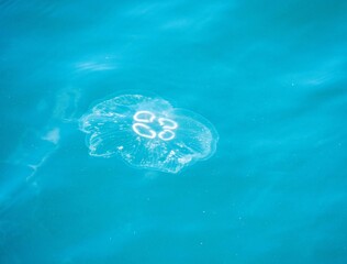 A jellyfish is swimming in the turquoise waters of the Bosphorus © Okan ÖZDEMİR