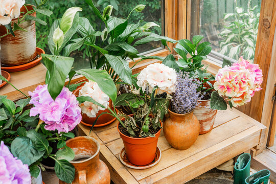 Colorful blooming hydrangeas in rustic terracotta pots on shelf for gardening and floral styling