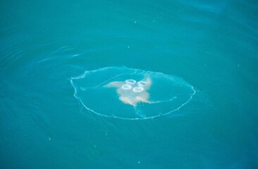 A jellyfish is swimming in the turquoise waters of the Bosphorus © Okan ÖZDEMİR
