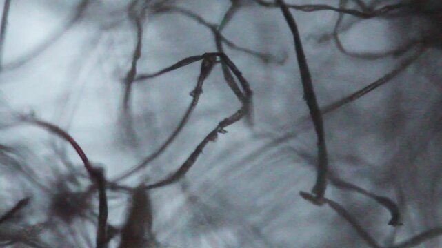 Threads lint seen with a microscope