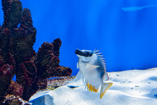 Foxface Rabbitfish swims near dark coral structure above bright white sand