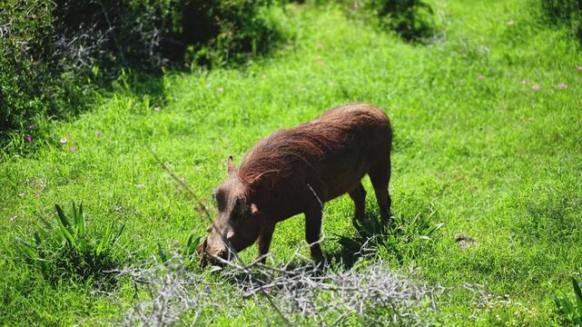 Warthog Grazing In South Africa Grassland, Solitary Brown Mammal Foraging Among Lush Green Grass And Thorny