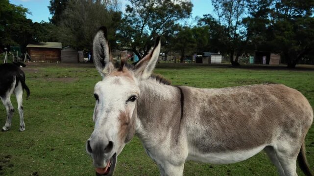 Curious Donkey On South Africa Farm, Closeup In Green Pasture, Open Mouth Braying, Trees And Barn Behind,
