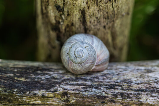 Empty snail shell on weathered wood with natural spiral texture and bokeh background
