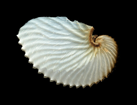 Fragile Paper Nautilus (Argonauta argo) Shell Isolated on Black Background