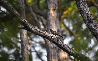 Fototapeta premium A Great-Tailed Grackle In A Pine Forest (Quiscalus Mexicanus)