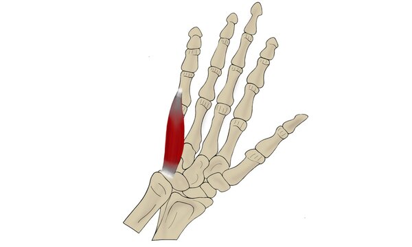 Flexor Digiti Minimi Brevis Muscle Anatomy Illustration  -Hand Muscle Diagram of Little Finger