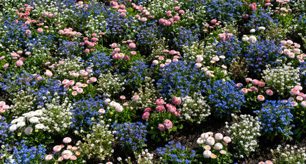Pink daisies with blue and white forget-me-nots on a flower bed in garden blooming bg © artemstepanov