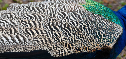 Peacock feather pattern, bright green - blue bird tail texture © artemstepanov