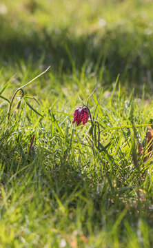 Purple, checkered flower in a sunny field in March