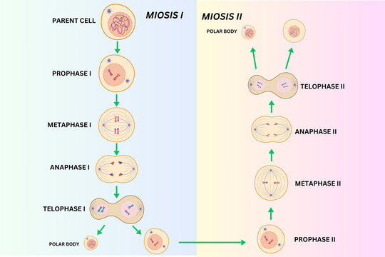 Mitosis Cell Division Illustration &ndash; Stages of Cell Cycle and Chromosome Separation Diagram