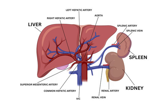 Hepatobiliary System Anatomy Illustration &ndash; Liver, Gallbladder, and Bile Ducts Diagram