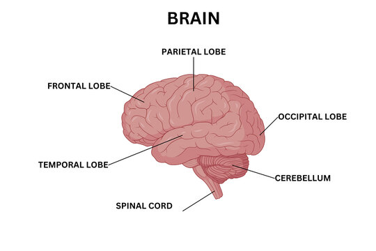 Human Brain Lobes Anatomy Illustration &ndash; Cerebral Cortex and Brain Regions Diagram