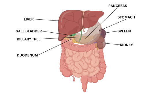 Human Digestive System Anatomy Illustration &ndash; Gastrointestinal Tract Diagram