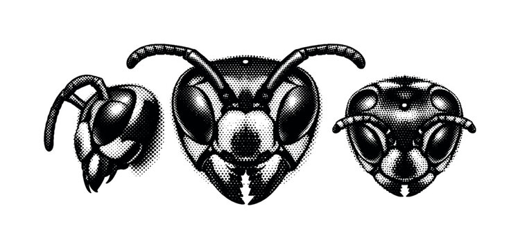 Paper wasp head detail. A realistic paper wasp head with compound eyes, mandibles, and antennae is presented as a single object shown in three views