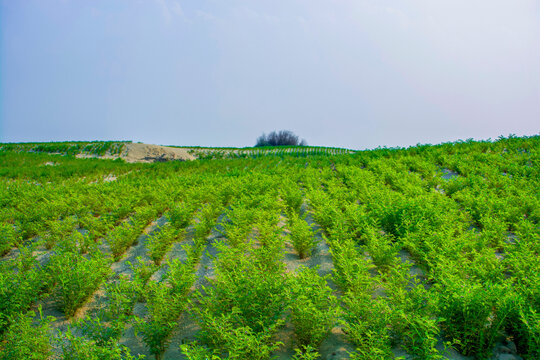 Rows of healthy chickpea plants ripple gently in the warm desert breeze, their rich green color standing out against the surrounding barren dunes bathed in sunlight