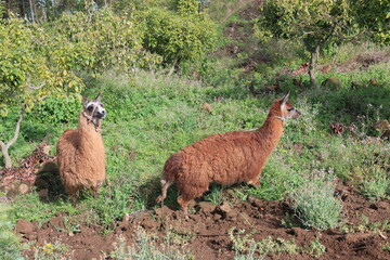 Naklejka premium llama in the grass