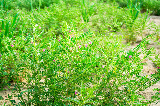 Macro view of chickpea leaves and tiny violet blossoms, their rich colours standing out against sandy surroundings