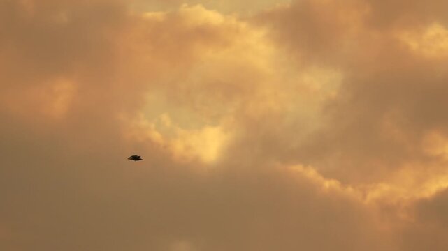 Bird, flying, sky, a bird soars peacefully across a cloudy golden hour sky