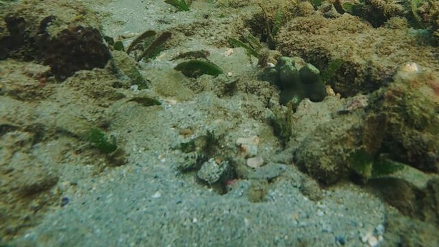 Slow motion of goby fish and pistol shrimp sharing a sandy burrow. Symbiotic marine behavior as shrimp digs while goby keeps watch. Natural underwater wildlife scene.