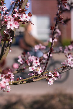 Pink blossom on branches on a tree next to a road in the Netherlands, young man on a bicycle in the background 